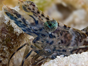 "Portrait of a Shrimp"
From the Kasai Villages' House Reef. by Henry Jager 
